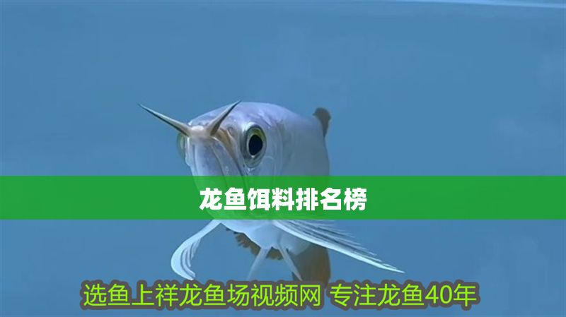 龍魚餌料排名榜