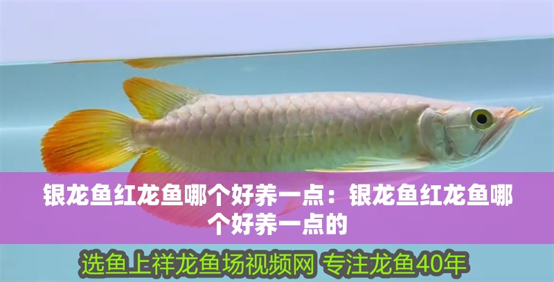 銀龍魚紅龍魚哪個好養一點：銀龍魚紅龍魚哪個好養一點的 銀龍魚紅龍魚哪個好養一點：銀龍魚紅龍魚哪個好養一點的 水族問答