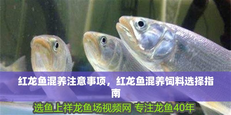 紅龍魚混養注意事項，紅龍魚混養飼料選擇指南