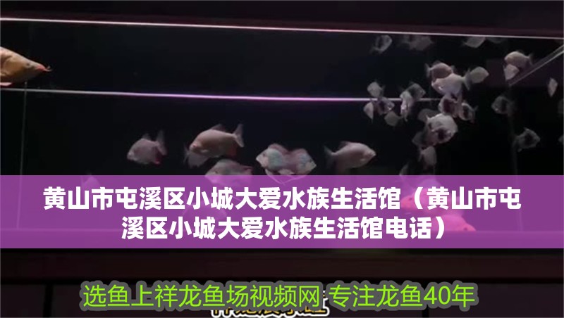 黃山市屯溪區(qū)小城大愛水族生活館（黃山市屯溪區(qū)小城大愛水族生活館電話）