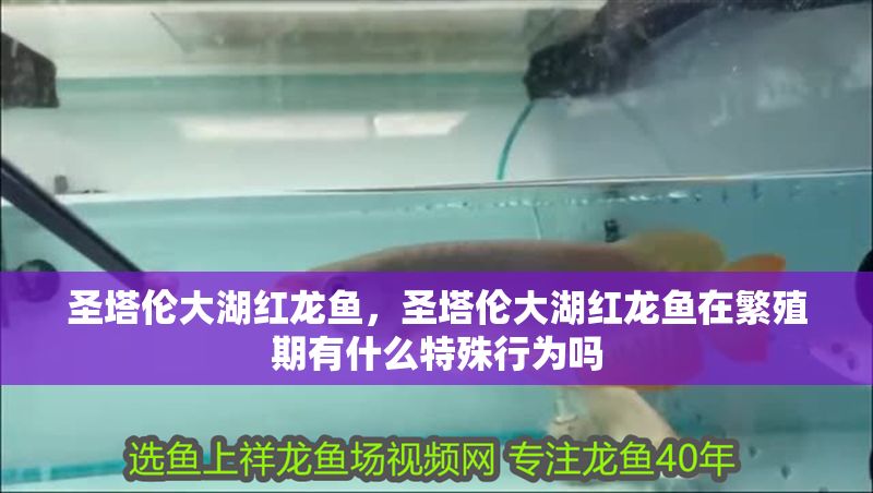 圣塔倫大湖紅龍魚，圣塔倫大湖紅龍魚在繁殖期有什么特殊行為嗎