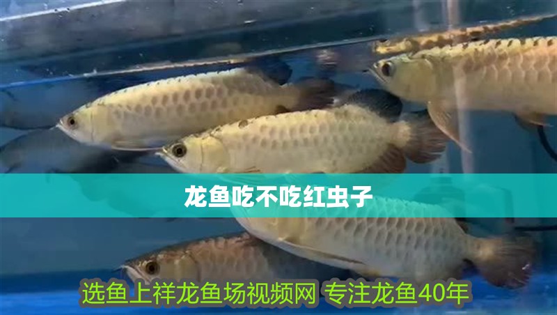龍魚吃不吃紅蟲子