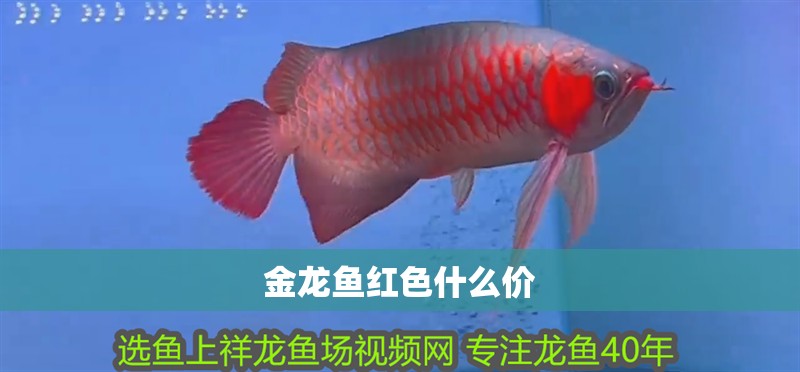 金龍魚紅色什么價 金龍魚紅色什么價 龍魚百科 第2張