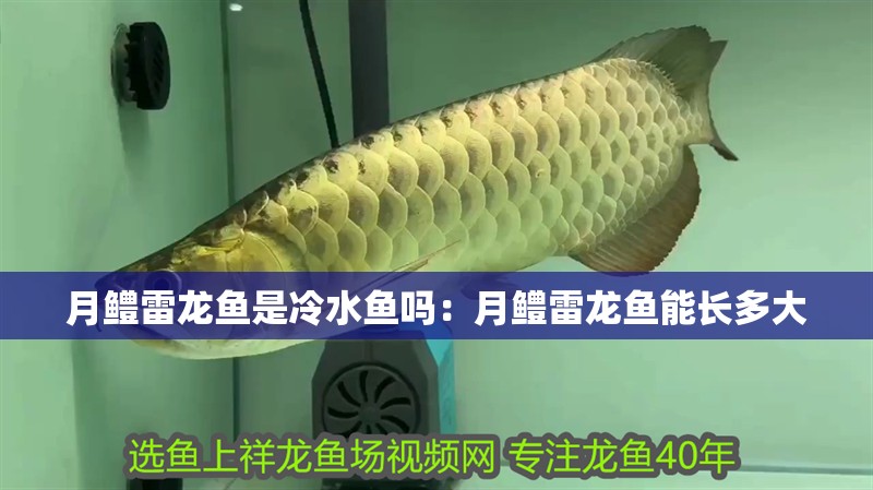 月鱧雷龍魚是冷水魚嗎：月鱧雷龍魚能長(zhǎng)多大