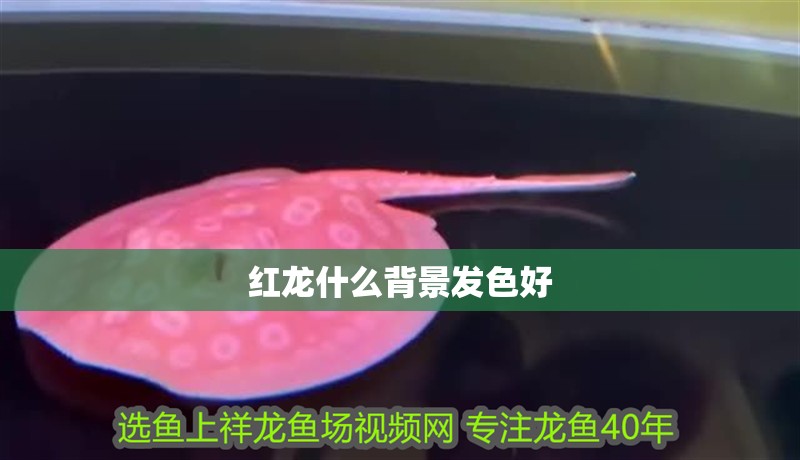 紅龍什么背景發(fā)色好 紅龍什么背景發(fā)色好 龍魚百科 第6張