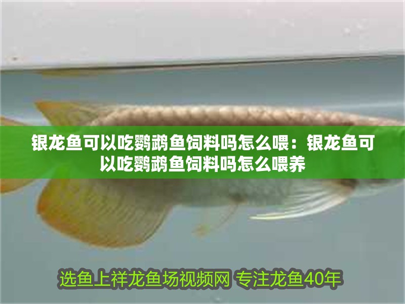 銀龍魚可以吃鸚鵡魚飼料嗎怎么喂：銀龍魚可以吃鸚鵡魚飼料嗎怎么喂養