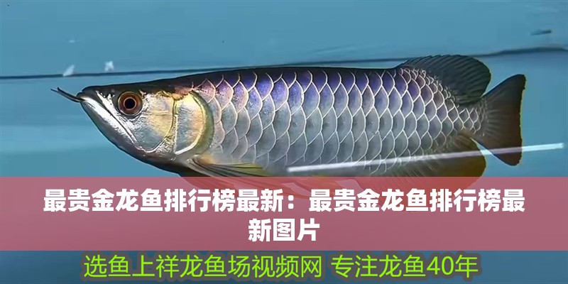 最貴金龍魚排行榜最新：最貴金龍魚排行榜最新圖片