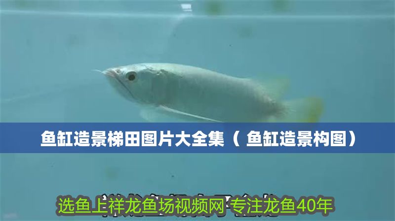 魚缸造景梯田圖片大全集（ 魚缸造景構圖）