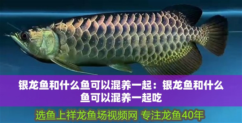 銀龍魚和什么魚可以混養一起：銀龍魚和什么魚可以混養一起吃