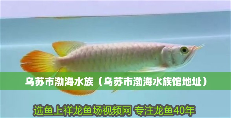 惡棍龍魚圈 惡棍龍魚圈 紅龍魚百科 第2張