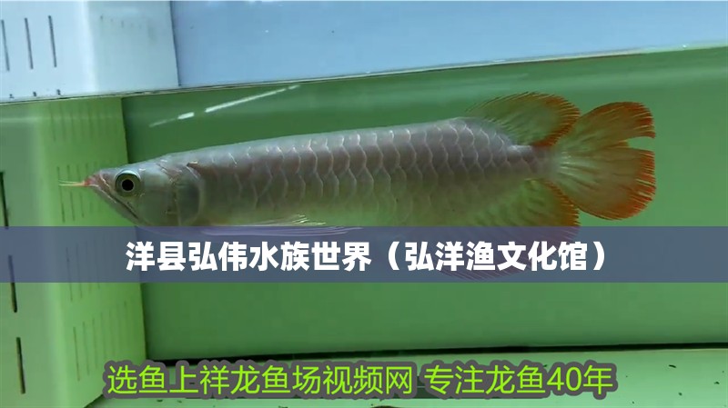 洋縣弘偉水族世界(弘洋漁文化館) 全國(guó)水族館企業(yè)名錄 第2張 洋縣弘偉水族世界(弘洋漁文化館) 洋縣弘偉水族世界(弘洋漁文化館) 全國(guó)水族館企業(yè)名錄 第2張