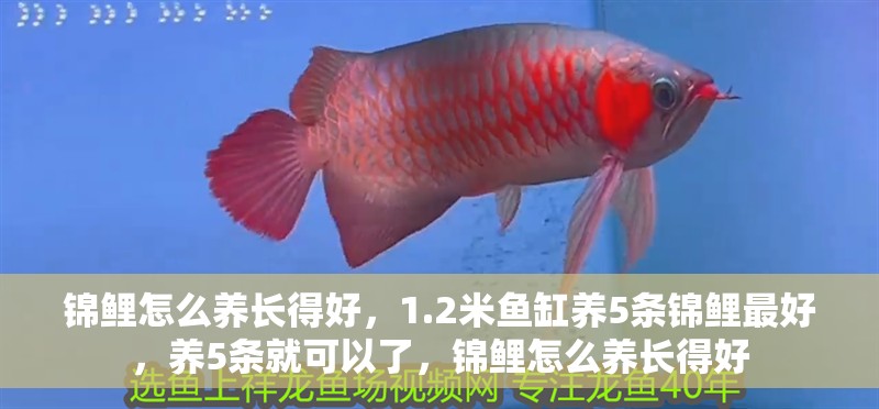 錦鯉怎么養長得好，1.2米魚缸養5條錦鯉最好，養5條就可以了，錦鯉怎么養長得好