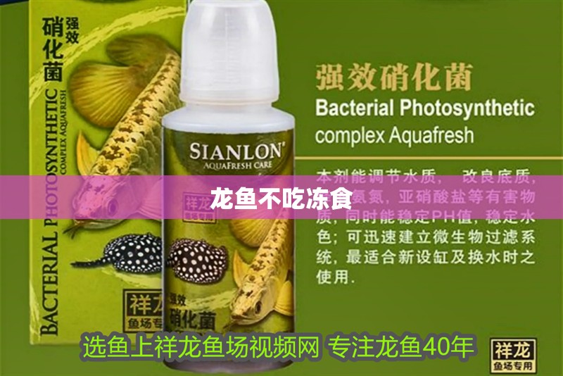 龍魚不吃凍食