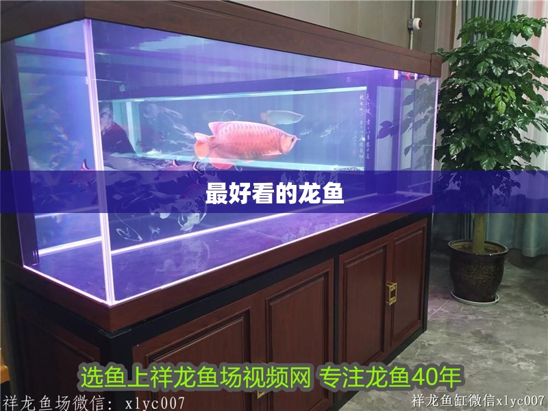 最好看的龍魚