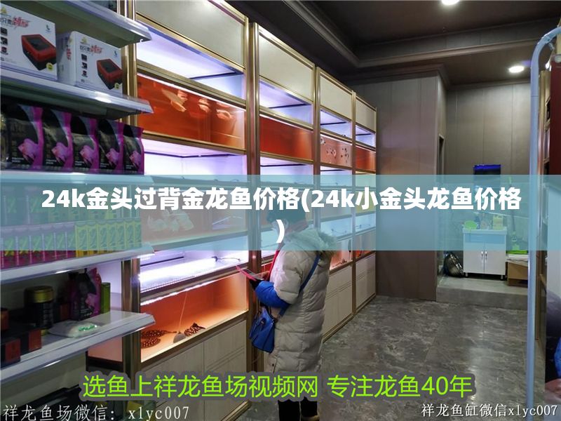 24k金頭過背金龍魚價格(24k小金頭龍魚價格)