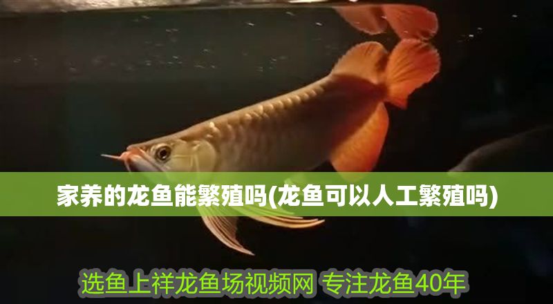 家養的龍魚能繁殖嗎(龍魚可以人工繁殖嗎)