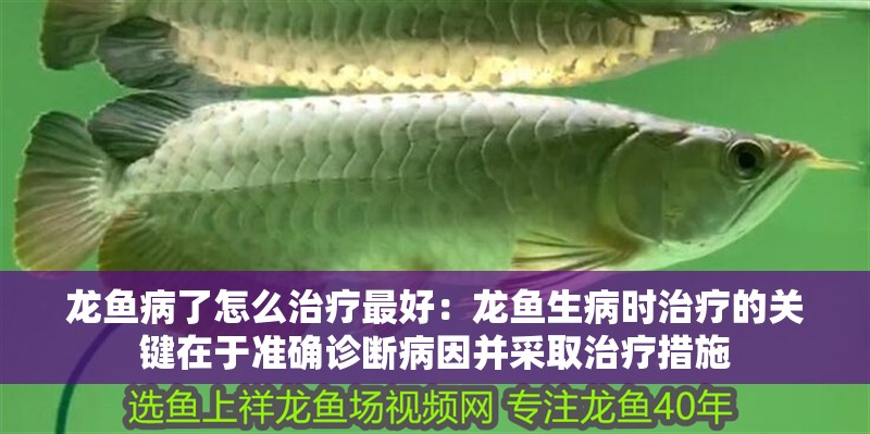 魚缸過濾器選購指南:自制魚缸過濾器魚缸上置過濾器對于養魚愛好者的必備知識 龍魚病了怎么治療最好:龍魚生病時治療的關鍵在于準確診斷病因并采取治療措施 龍魚百科 龍魚病了怎么治療最好:龍魚生病時治療的關鍵在于準確診斷病因并采取治療措施 龍魚病了怎么治療最好:龍魚生病時治療的關鍵在于準確診斷病因并采取治療措施 龍魚百科