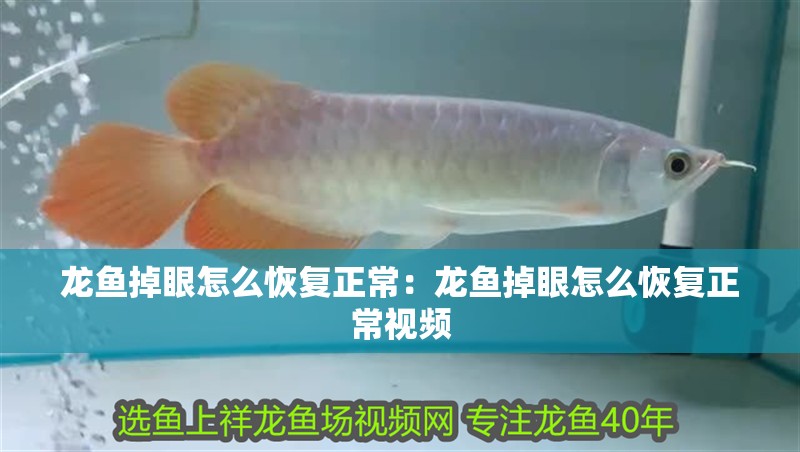 龍魚掉眼怎么恢復正常：龍魚掉眼怎么恢復正常視頻 龍魚掉眼怎么恢復正常：龍魚掉眼怎么恢復正常視頻 水族問答