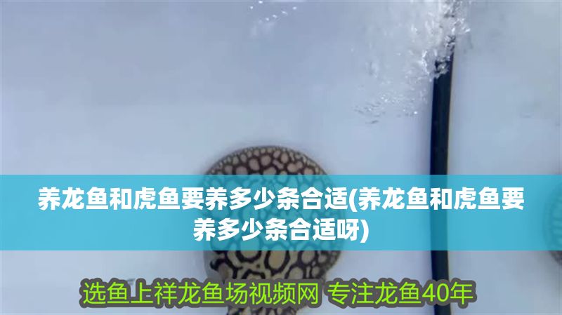 養(yǎng)龍魚和虎魚要養(yǎng)多少條合適(養(yǎng)龍魚和虎魚要養(yǎng)多少條合適呀)