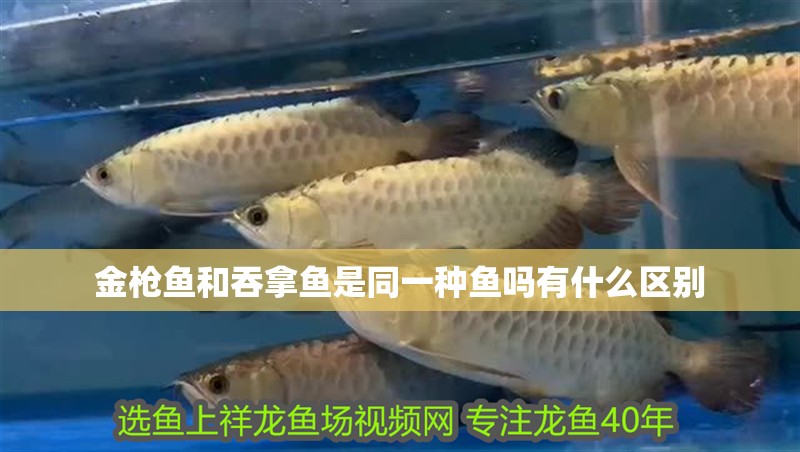 金槍魚和吞拿魚是同一種魚嗎有什么區(qū)別
