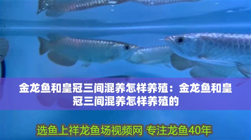 金龍魚和皇冠三間混養怎樣養殖：金龍魚和皇冠三間混養怎樣養殖的 金龍魚和皇冠三間混養怎樣養殖：金龍魚和皇冠三間混養怎樣養殖的 水族問答