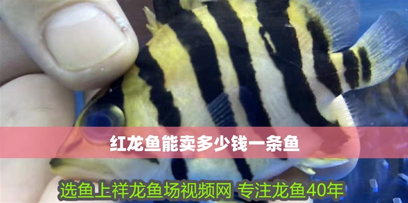 紅龍魚(yú)能賣多少錢一條魚(yú)