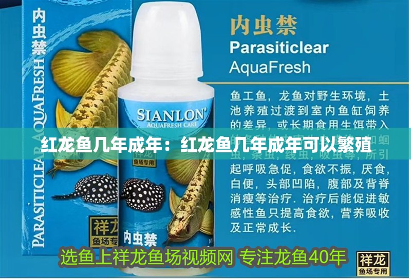 紅龍魚幾年成年:紅龍魚幾年成年可以繁殖 水族問答 紅龍魚幾年成年:紅龍魚幾年成年可以繁殖 紅龍魚幾年成年:紅龍魚幾年成年可以繁殖 水族問答