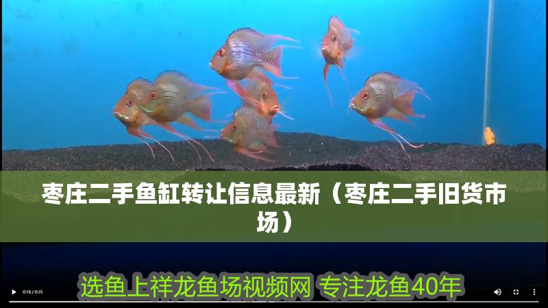 棗莊二手魚缸轉(zhuǎn)讓信息最新(棗莊二手舊貨市場) 元寶鳳凰魚百科 第1張 棗莊二手魚缸轉(zhuǎn)讓信息最新(棗莊二手舊貨市場) 棗莊二手魚缸轉(zhuǎn)讓信息最新(棗莊二手舊貨市場) 元寶鳳凰魚百科 第1張