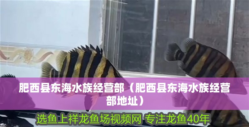 肥西縣東海水族經營部（肥西縣東海水族經營部地址）