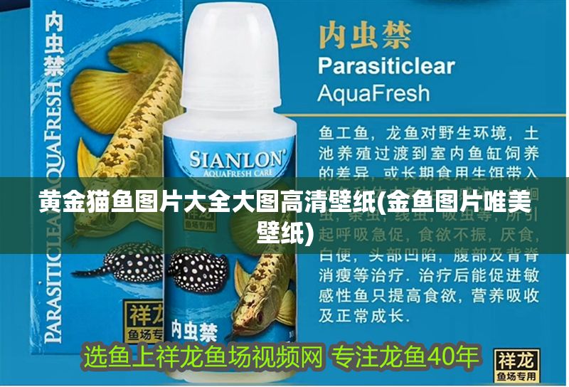 黃金貓魚圖片大全大圖高清壁紙(金魚圖片唯美壁紙)