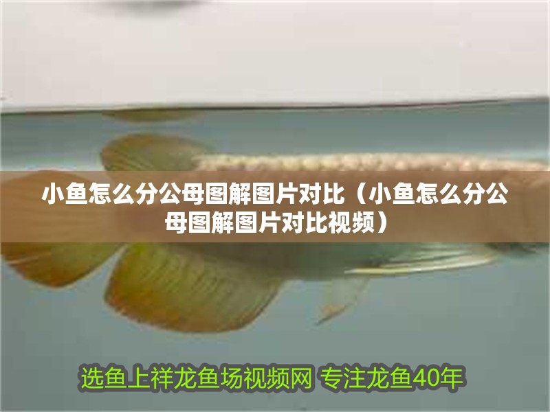小魚怎么分公母圖解圖片對比（小魚怎么分公母圖解圖片對比視頻）