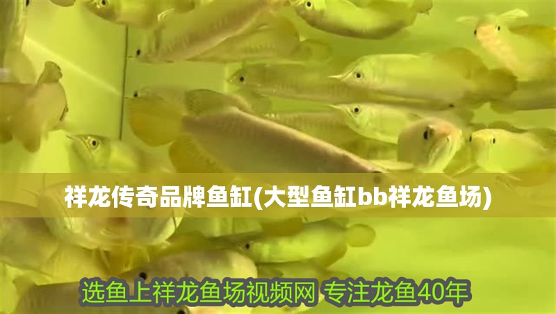 祥龍傳奇品牌魚缸(大型魚缸bb祥龍魚場) 祥龍傳奇品牌魚缸(大型魚缸bb祥龍魚場) vs祥龍魚場