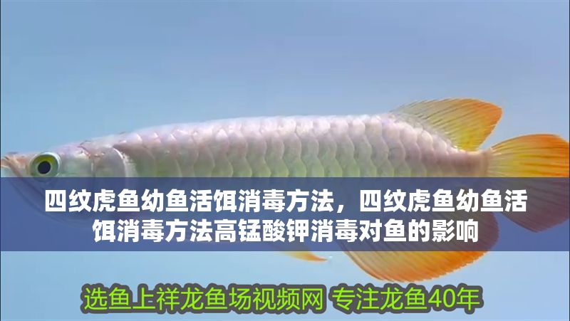 四紋虎魚幼魚活餌消毒方法，四紋虎魚幼魚活餌消毒方法高錳酸鉀消毒對魚的影響