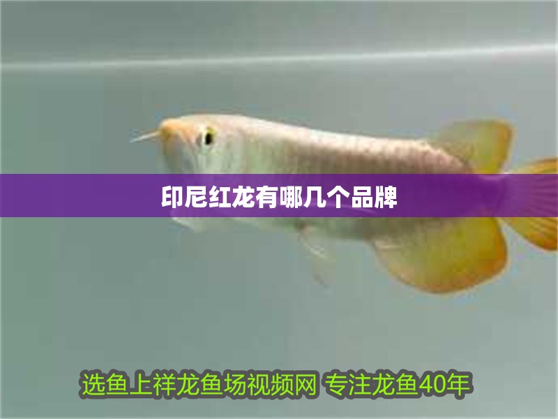 印尼紅龍有哪幾個(gè)品牌