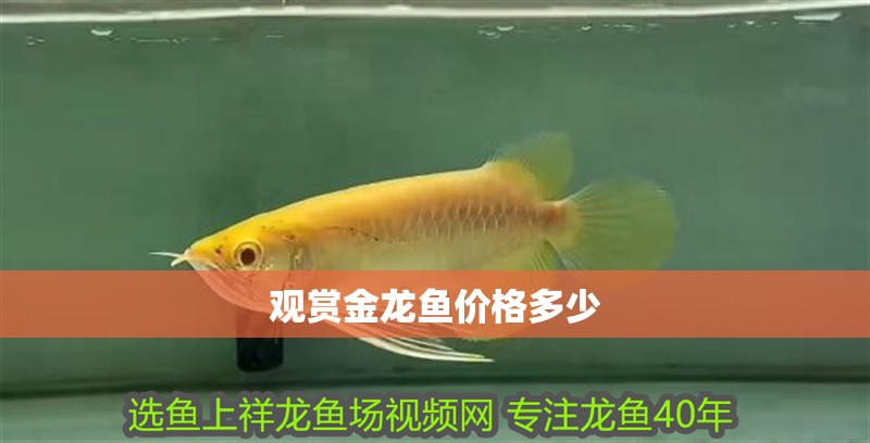 觀賞金龍魚價格多少