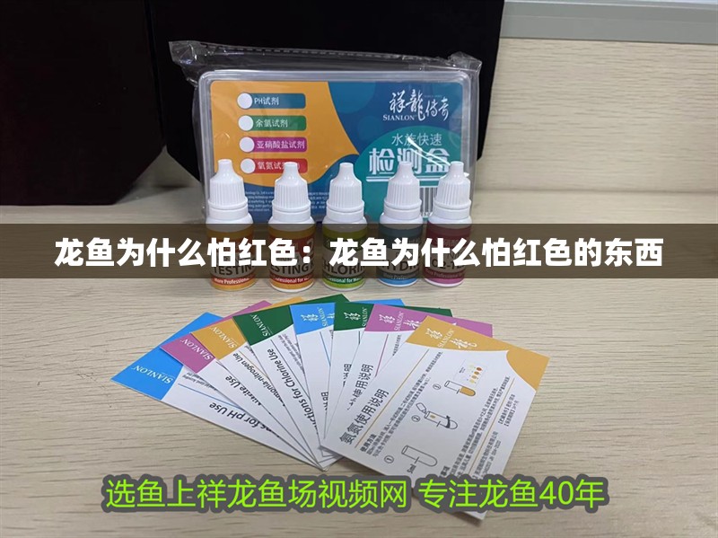 龍魚為什么怕紅色：龍魚為什么怕紅色的東西
