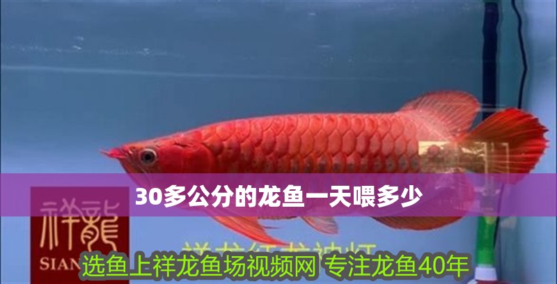 30多公分的龍魚一天喂多少 龍魚百科 第3張 30多公分的龍魚一天喂多少 30多公分的龍魚一天喂多少 龍魚百科 第3張