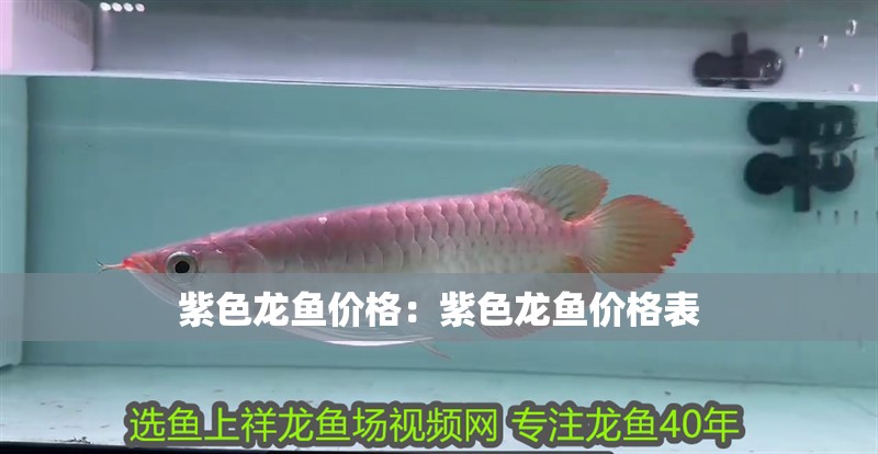 紫色龍魚價格:紫色龍魚價格表 水族問答 紫色龍魚價格:紫色龍魚價格表 紫色龍魚價格:紫色龍魚價格表 水族問答