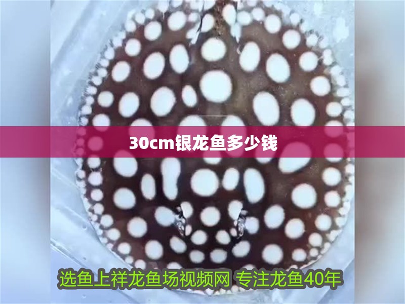 30cm銀龍魚多少錢