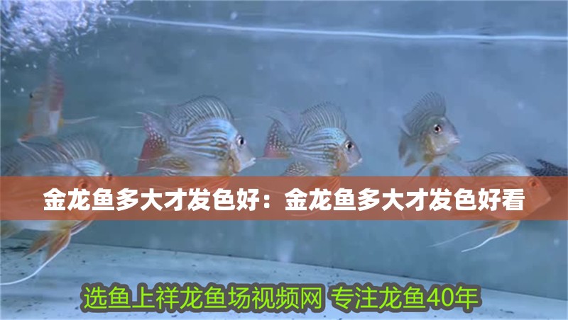 金龍魚多大才發(fā)色好：金龍魚多大才發(fā)色好看