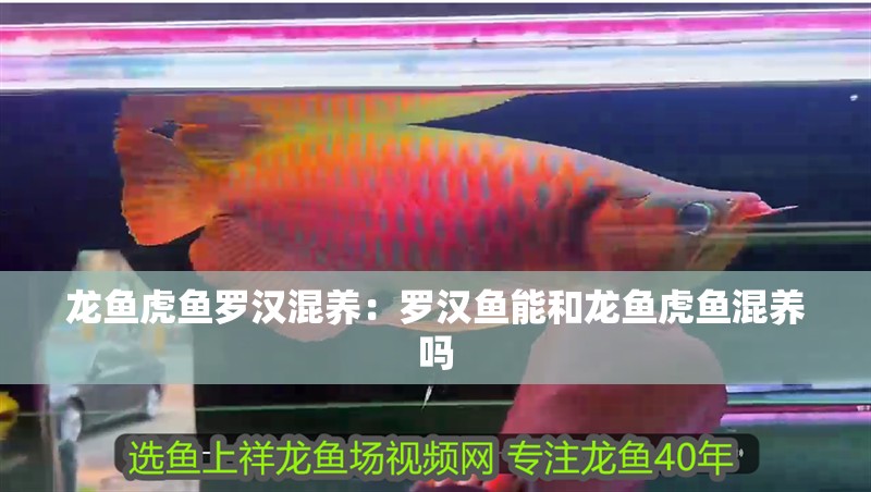 龍魚虎魚羅漢混養：羅漢魚能和龍魚虎魚混養嗎