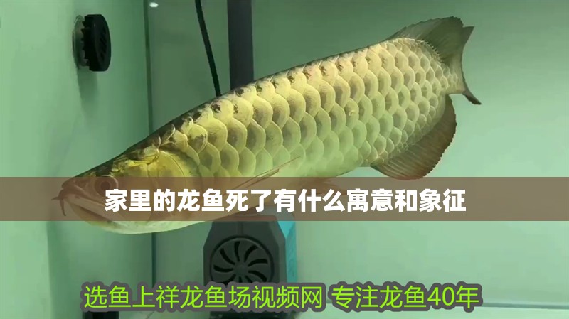 家里的龍魚死了有什么寓意和象征