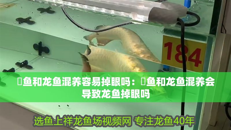 魟魚和龍魚混養容易掉眼嗎：魟魚和龍魚混養會導致龍魚掉眼嗎