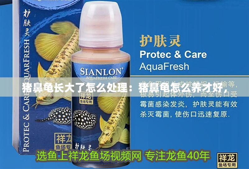 豬鼻龜長大了怎么處理：豬鼻龜怎么養才好，