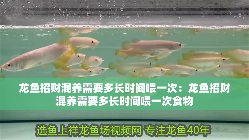 龍魚招財混養需要多長時間喂一次：龍魚招財混養需要多長時間喂一次食物