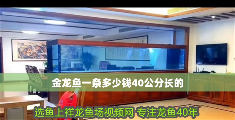 金龍魚一條多少錢40公分長的 金龍魚一條多少錢40公分長的 龍魚百科 第3張