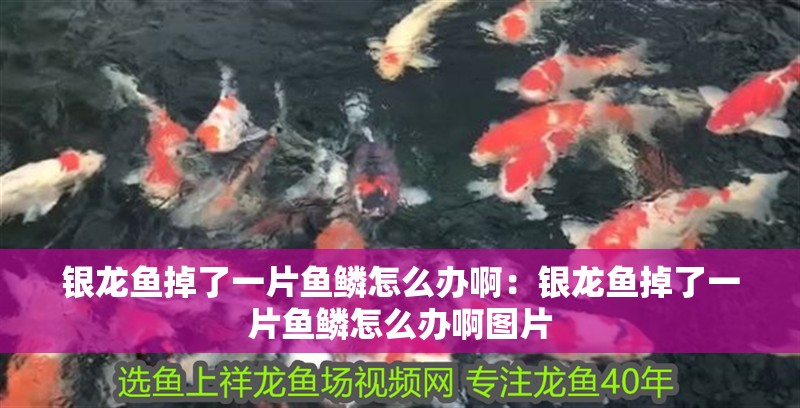 銀龍魚掉了一片魚鱗怎么辦啊：銀龍魚掉了一片魚鱗怎么辦啊圖片