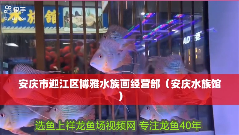 安慶市迎江區博雅水族畫經營部（安慶水族館）