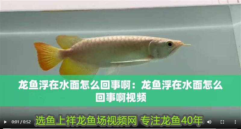 龍魚浮在水面怎么回事啊：龍魚浮在水面怎么回事啊視頻