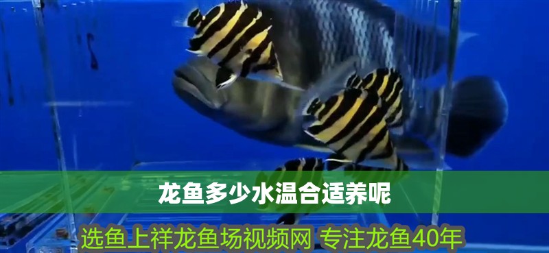 大氣的魚缸：高端大氣的魚缸設計不僅僅是外觀上的豪華，更重要